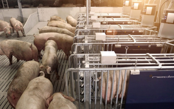 豬糞轉(zhuǎn)子泵1